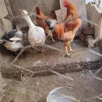 دوعدد غاز و دو عدد مرغ و خروس|حیوانات مزرعه|تاکستان, |دیوار