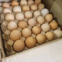 تخم مرغ محلی|خوردنی و آشامیدنی|اهواز, شریعتی جنوبی|دیوار