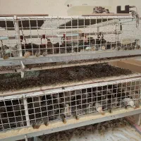 سلام فروش بلدرچین 25روزه