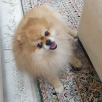 پامر خرسی جهت جفت گیری