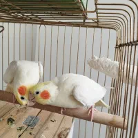 عروس هلندی نروماده جفت لوتینو با دوتاجوجه و تخم|پرنده|تهران, هفت چنار|دیوار