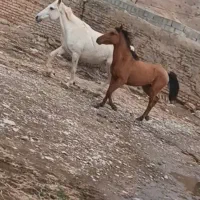 اسب و مادیون آبستن باکره مادیون