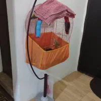 به دلیل مهاجرت|پرنده|قائم‌شهر, |دیوار