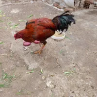 یک خروس لاری