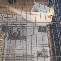 لوتینو ماده تخم هرز گذاشته|پرنده|فومن, |دیوار