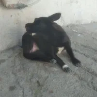 سگ پاکوتاه گوشتیز نگهبان خونه سن سگم ۸ماه هستش