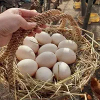 تخم اردک ژاپنی مایه نداره فقط برایی خوردن