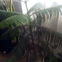 کاج مطبق