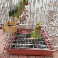 جفت طوطی ملنگو