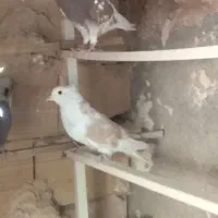 کبوترپرشی|پرنده|تهران, افسریه شمالی|دیوار