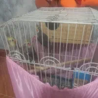 عروس هلندی یک جفت ویکجوجشون دوملیون وپانصد