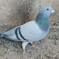 کفتر  باختی