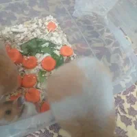 حیوات همیسترخلیی  خوش گل است