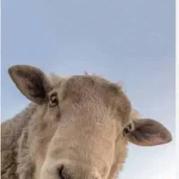 گوسفندزنده