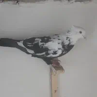 کبوتر فروشی رنگه|پرنده|شیروان (خراسان), |دیوار