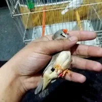 انگلیسی پلاک پلم تازه بالغ درشت|پرنده|بندر ماهشهر, |دیوار