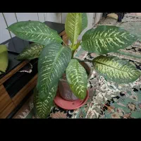 فروش چند عدد گیاه خانگی