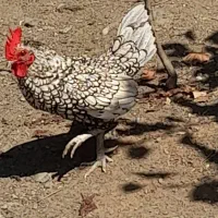 مرغ و خروس سیبرایت