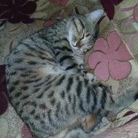 واگذاری گربه نر