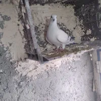 کبوتر|پرنده|ملکان, |دیوار