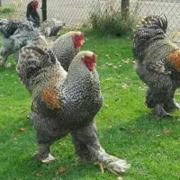 برهما اورجینال