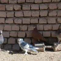 کفتر راعبی و ساتن وقوره گی|پرنده|قائن, |دیوار