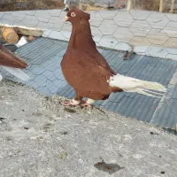 سرخ دم سفید