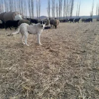 ماده خرسانی