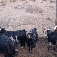 ۱۰عدد بز.روزگاری همه جوان|حیوانات مزرعه|نیاسر, |دیوار