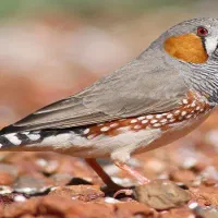 کفتر پیدا شده