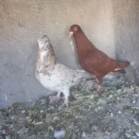 کفتر دورگ پلاکی سرخ سرور