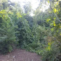 خانه باغ ۸۰۰متری کلاله روستای طوقه|فروش دفتر صنعتی، کشاورزی، تجاری|کلاله, |دیوار