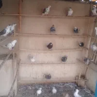 کبوتر پرشی درجه یک