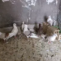 کبوتر رنگی|پرنده|دزفول, |دیوار