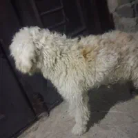 حیوان خانگی