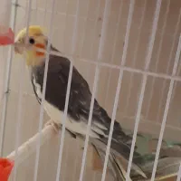 عروس هلندی نر