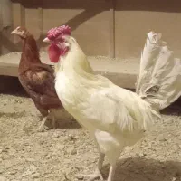 مرغ وخروس محلی