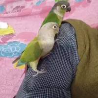 دوعدد طوطی گرینچیک نروماده اهلی