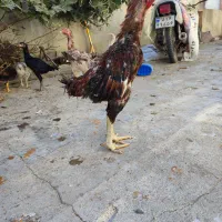 خروس لاری و مرغ لاری و جوجه لاری