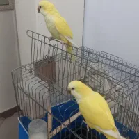 راهب لوتینو جفت