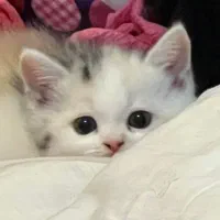 گربه بریتیش اصیل خانگی