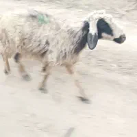 میش و بره|حیوانات مزرعه|درودزن, |دیوار