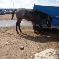 کره اسب نر ۱/۵ساله