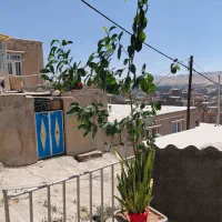 گل پرتقال