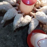 جوجه بوقلمون بیوتی6