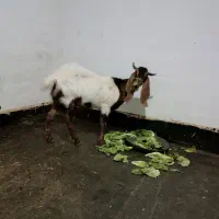 بز پاکستانی