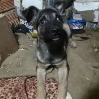 سگ ژرمن شپر