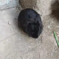 مرغ عشق|حیوانات مزرعه|مشهد, باغون آباد|دیوار