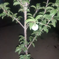 باغچه-سند-دار