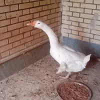 بوقلمون ماده و قو غاز نر|حیوانات مزرعه|زابل, |دیوار